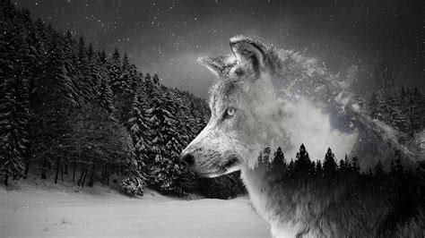 wolfmax4k.|Awesome 4K Ultra HD Wolf Wallpapers .
